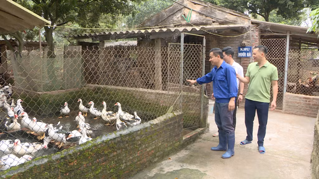 Anh Đinh Văn Thắng (đứng đầu) giới thiệu về mô hình nuôi ngan sao của HTX Dịch vụ nông nghiệp ấp trứng và sản xuất con giống gia cầm Thắng Huệ.