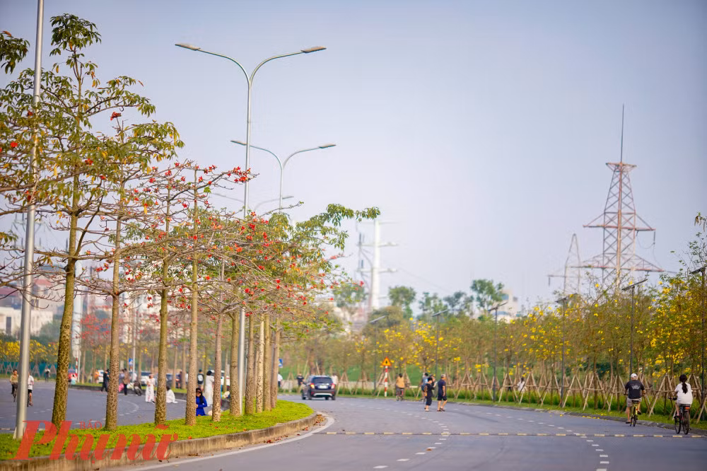 Người dân tại khu này cho biết, những năm trước đây, khi hoa phong linh rụng, rồi mới đến mùa hoa gạo. Tuy nhiên, năm nay do ảnh hưởng của khí hậu, rét muộn và nhiều đợt, nên mùa hoa phong linh bị dời xuống trùng với mùa hoa gạo nở.