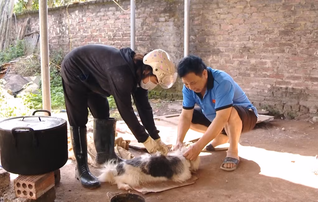 Cán bộ thú y tiêm vắc xin phòng dại cho chó của các hộ dân trên địa bàn huyện Đầm Hà.