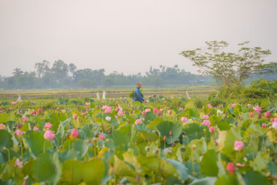 Nông dân khác đang thu hoạch rau muống bên hồ sen thơm ngát. Ảnh: Hoàng Lê