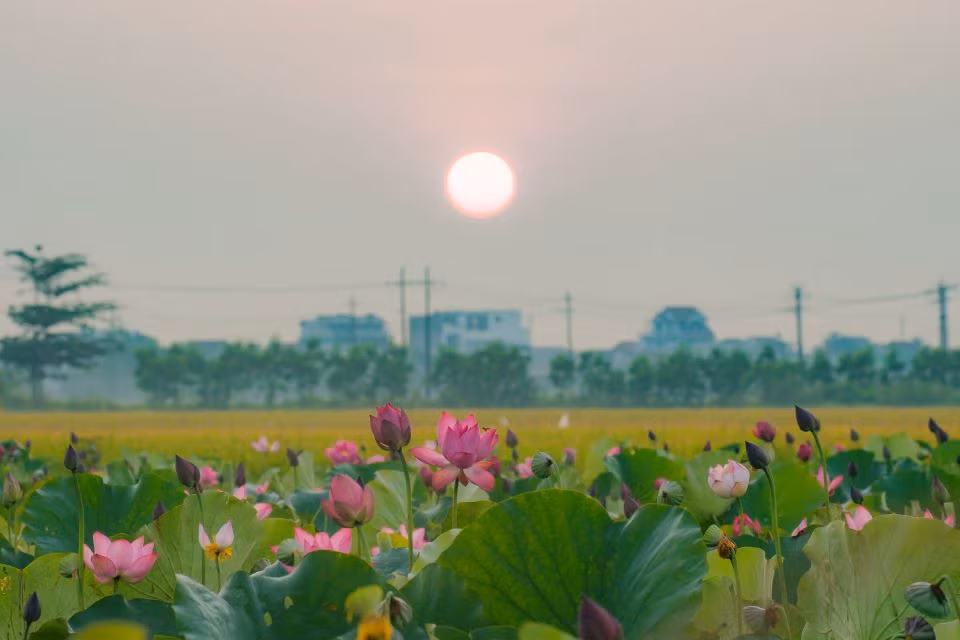 Sen La Chữ đón ánh nắng ban mai. Ảnh: Hoàng Lê