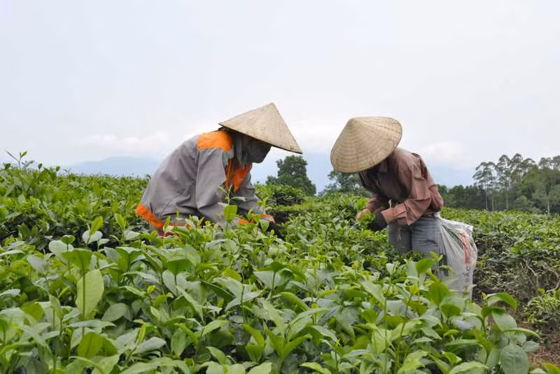 Người dân xã Đường Hoa (huyện Hải Hà) thu hái chè. Ảnh: Thu Nguyệt