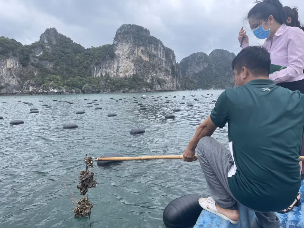 Dây nuôi hàu của gia đình anh Phạm Văn Trong, khu 8, thị trấn Cái Rồng, huyện Vân Đồn thay thế phao nổi HDPE.
