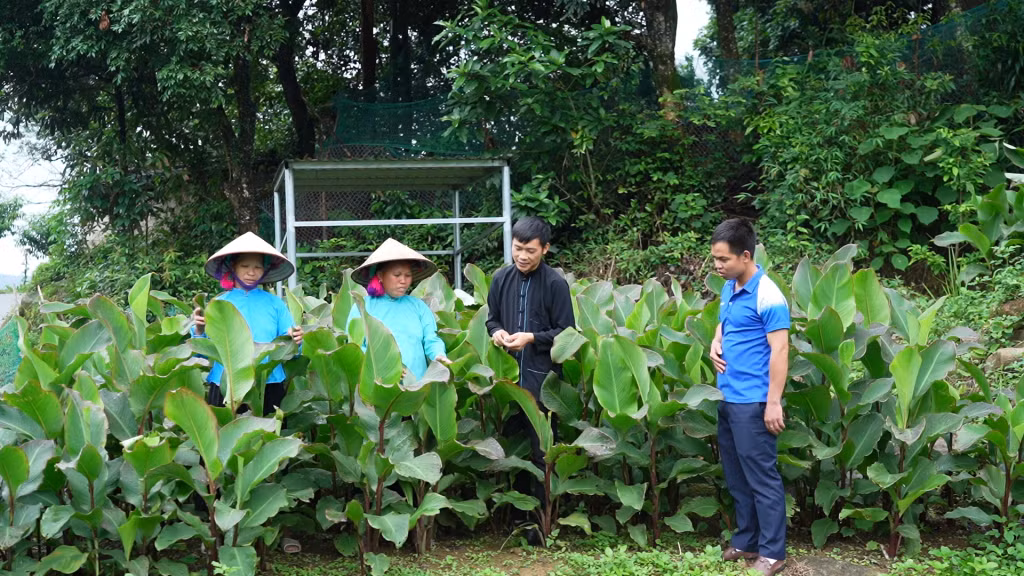 Cây dong riềng mang lại thu nhập cao và ổn định cho người dân xã Húc Động. (Ảnh cơ sở cung cấp)