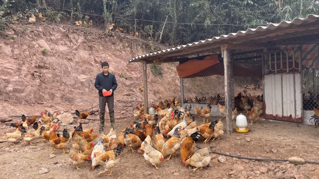 Mô hình chăn nuôi gà Tiên Yên của người dân xã Hà Lâu (huyện Tiên Yên) đem lại hiệu quả kinh tế cao.