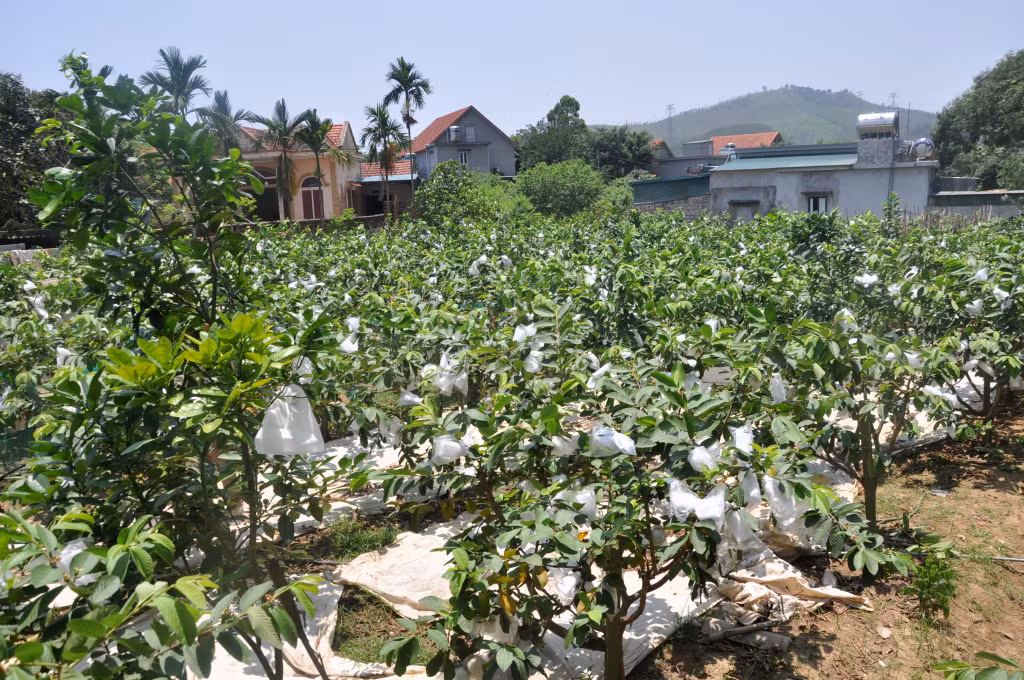 Vườn ổi sạch được trồng phục vụ du khách trong khuôn viên Man's farm.