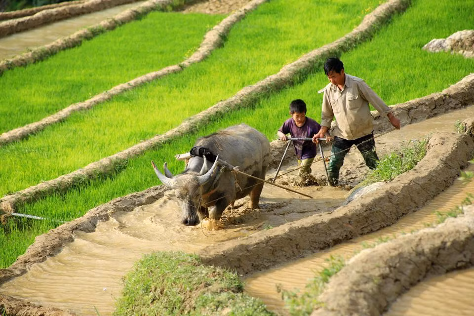 Hai cha con người Mông cùng góp sức cày đổ nước trên ruộng bậc thang