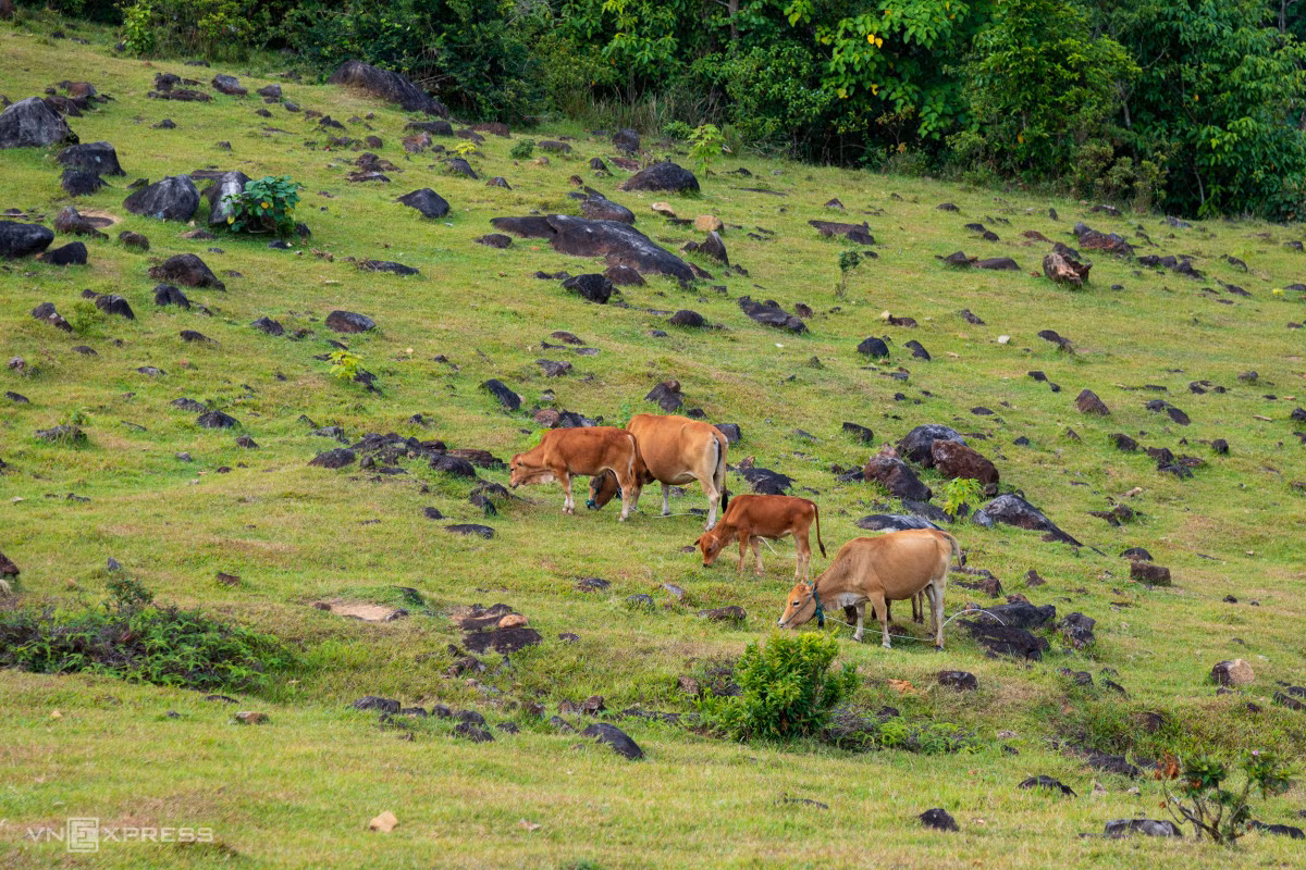 Trekking, cắm trại trên đồng cỏ hàng chục ha ở Quảng Trị ảnh 5