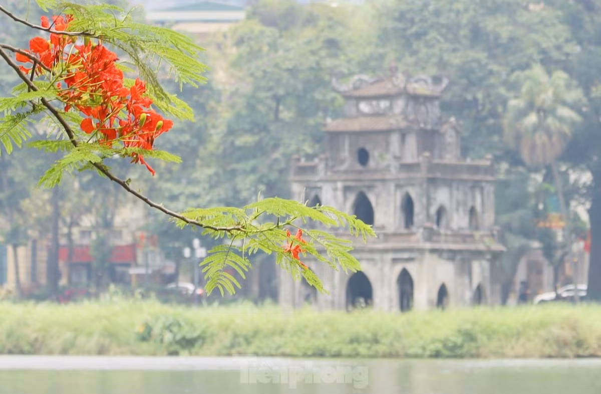 Tháp rùa hồ Hoàn Kiếm được điểm tô bởi sắc đỏ của hoa phượng.