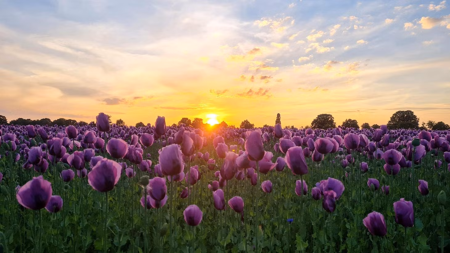 Cánh đồng hoa Poppy vào tháng 5. Ảnh: Hang Van Photography