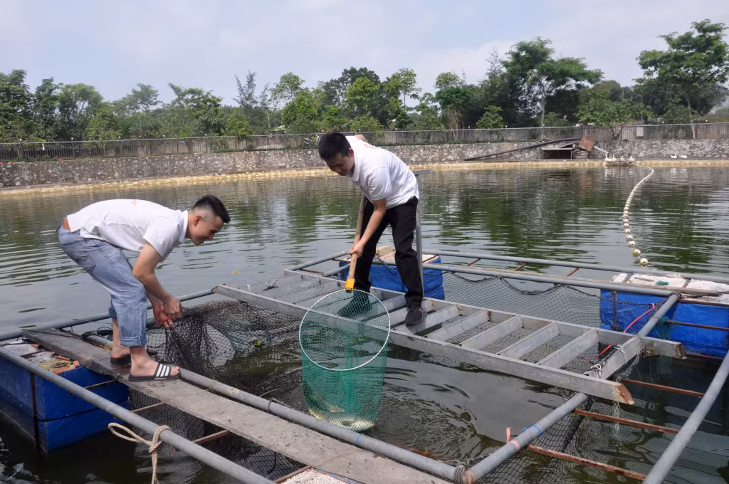 Nhân viên Vườn sinh thái Xuân Trường vớt cá được nuôi thả trong hồ phục vụ nhu cầu du khách.