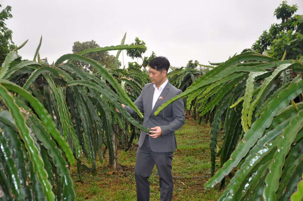 Anh Heo Su Yeong là người Hàn Quốc, từ gắn bó với sản xuất nông nghiệp nay có ý tưởng mở rộng sang làm du lịch nông nghiệp tại xã Việt Dân.