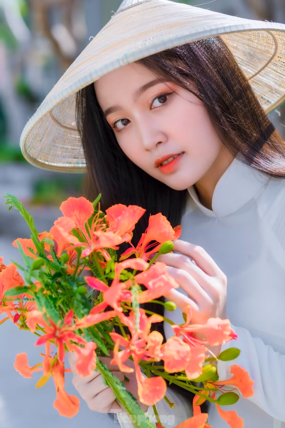Mỗi khi hoa nở như báo hiệu đã kết thúc một năm học và các bạn học sinh, sinh viên sẽ bước vào kỳ nghỉ hè.