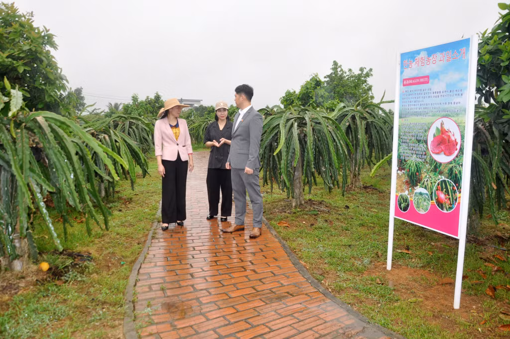 Lối đi trong các vườn của 4 hộ dân tại thôn Tân Thành đều đã được đầu tư và có sự kết nối liên thông với nhau, tạo sự thuận lợi cho du khách khám phá, trải nghiệm .