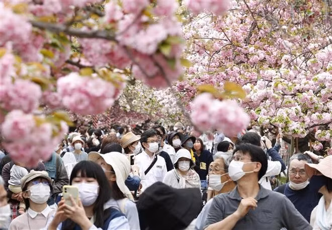 Du khách đổ về ngắm hoa anh đào tại Osaka, Nhật Bản. (Ảnh: AFP/TTXVN)