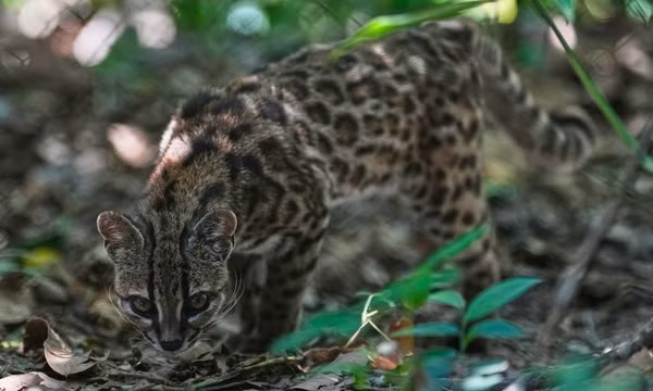 Một chú mèo hoang nhỏ bé có đốm được xác định thuộc loài mới Leopardus tilcayo đang đi dạo bên trong khu bảo tồn động vật hoang dã Senda Verde thuộc vùng Yungas của Bolivia, gần thị trấn Coroico, ngày 20/9/2026. Ảnh: AP