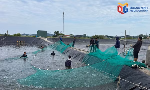 Nông dân phường Móng Cái 2 đoàn kết, giúp nhau làm giàu 