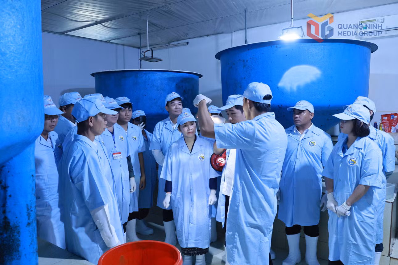 mot-so-hinh-anh-doan-den-tham-quan-tim-hieu-mo-hinh-san-xuat-tom-giong-tai-cong-ty-tnhh-viet-uc-quang-ninh-2-6088.jpg