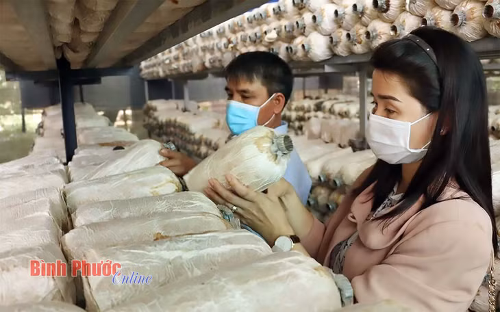 Nước sạch đã giúp nhiều hộ dân ở huyện Phú Riềng cải thiện cuộc sống, nâng cao thu nhập từ trồng nấm bào ngư