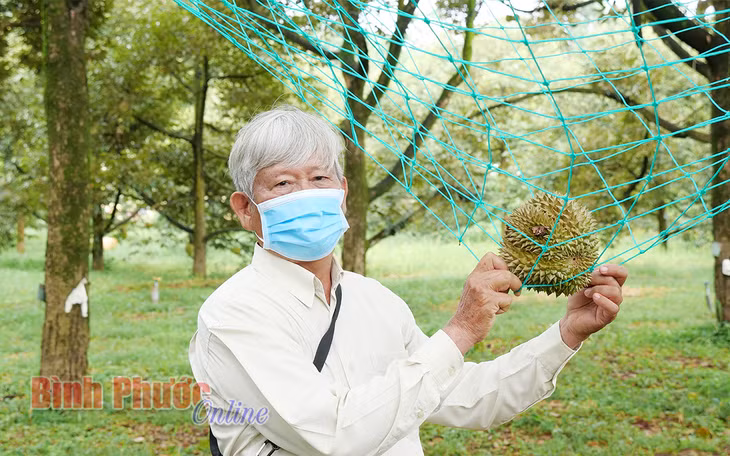 Ông Trương Văn Đảo với mô hình giăng lưới thu hái sầu riêng đảm bảo an toàn vệ sinh thực phẩm
