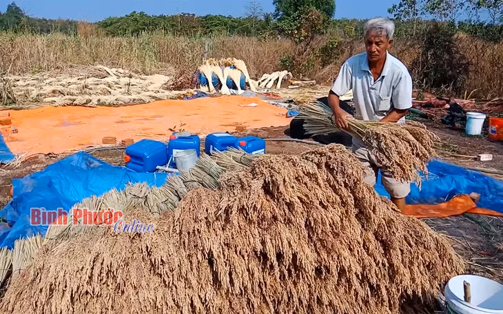 Thành viên Hợp tác xã hoa khô nghệ thuật Hưng Thịnh chuẩn bị nhuộm màu cho hoa