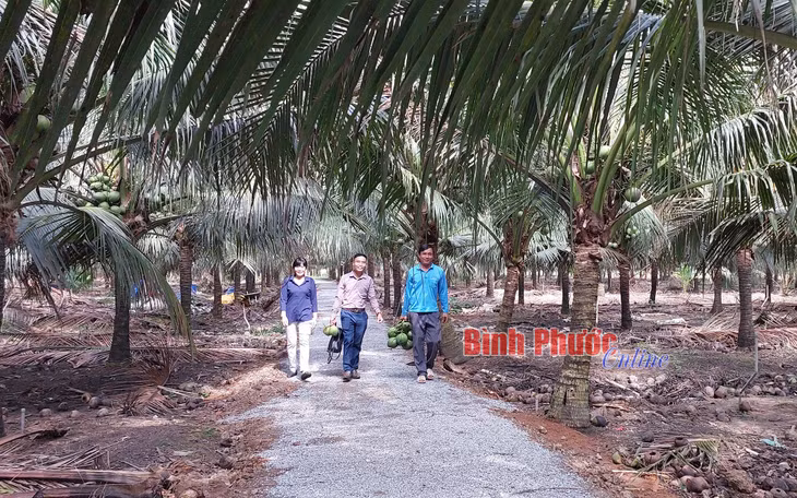 Anh Tô Tấn Lập (bìa phải) hài lòng vì vườn dừa cho thu nhập 2 tỷ đồng/năm