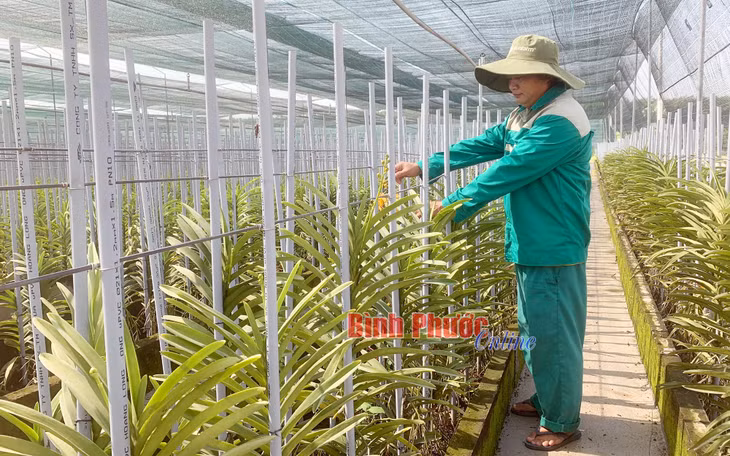 Vườn lan công nghiệp mokara của Hợp tác xã Nông nghiệp SX-TM-DV Thành Phương đang hứa hẹn một nguồn thu lợi lớn