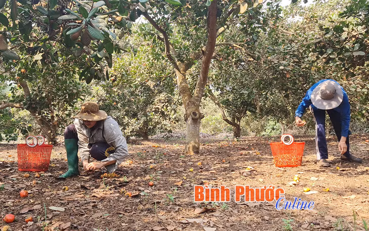 Mất mùa vì thời tiết, nông dân xã Long Bình, huyện Phú Riềng nhàn hạ hơn khi bước vào niên vụ điều 2021-2022