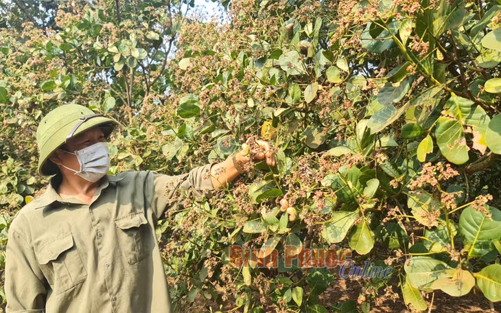 Lần đầu tiên, vườn điều nhà ông Hoàng Văn Hùng ở thôn 5, xã Long Bình, huyện Phú Riềng xuất hiện tình trạng chùm bông chỉ đậu 1 trái duy nhất sau đợt ra bông đầu tiên