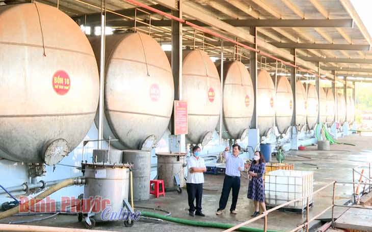 Ông Võ Quang Thuận (đứng giữa) giới thiệu với phóng viên Đài Phát thanh - Truyền hình và Báo Bình Phước (BPTV) về công nghệ chế biến mủ cao su của nhà máy