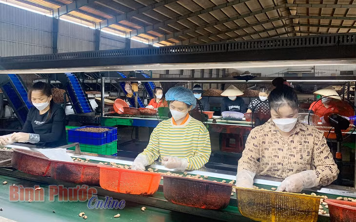 Công nhân Công ty cổ phần Hoàng Sơn 1, xã Đức Liễu, huyện Bù Đăng đang phân loại hạt điều