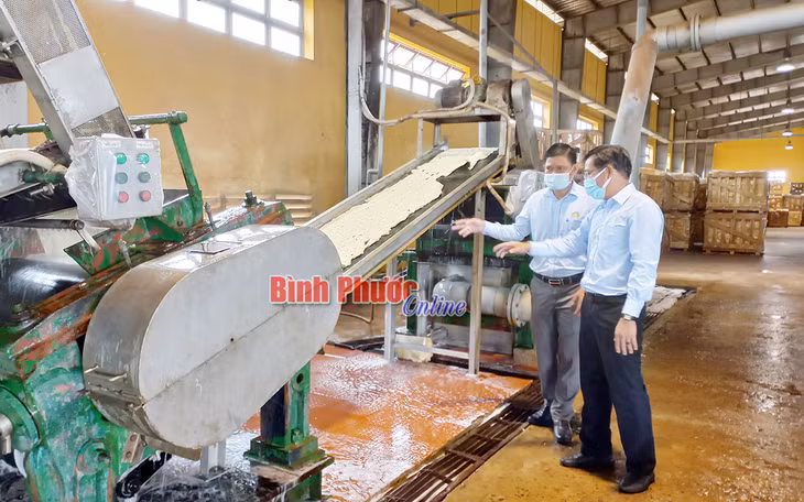 Hoạt động sản xuất, kinh doanh của Công ty TNHH MTV cao su Bình Phước vẫn đảm bảo nhờ làm tốt công tác phòng dịch