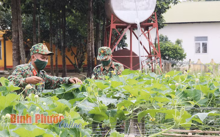 Tăng gia sản xuất, cung cấp thực phẩm phục vụ bếp nuôi quân của Tiểu đoàn 208 giúp đảm bảo quân số khỏe, hoàn thành tốt mọi nhiệm vụ huấn luyện, sẵn sàng chiến đấu