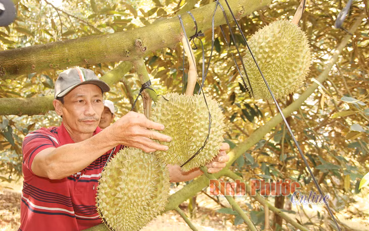 Ông Nguyễn Văn Út, thành viên Hợp tác xã cây ăn trái Minh Hưng - Long An ở xã Minh Hưng, huyện Bù Đăng thành công với mô hình trồng sầu riêng trong chuỗi liên kết (ảnh chụp trước ngày 27-4-2021)