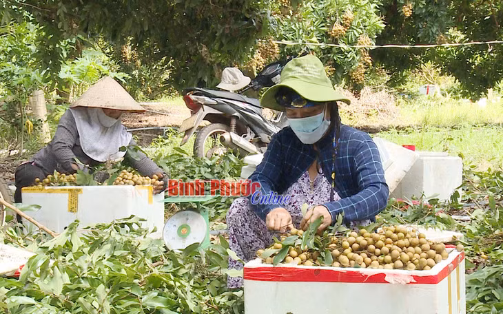 Hình thành các vùng sản xuất tập trung quy mô lớn, xây dựng thương hiệu sẽ góp phần nâng cao giá trị của cây ăn trái. Trong ảnh: Người dân xã Lộc Thịnh, huyện Lộc Ninh thu hoạch nhãn tiêu da bò