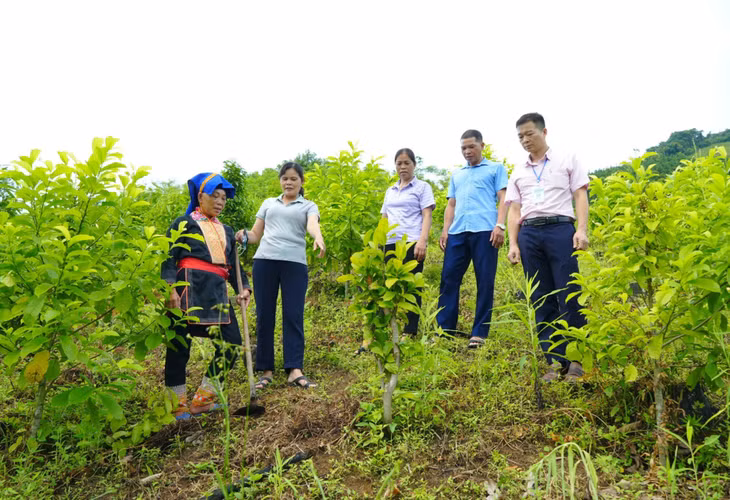 Vườn trà hoa vàng trồng xen cây giổi của gia đình bà Triệu Thị Hương (thôn Khe Mằn, xã Đồn Đạc, huyện Ba Chẽ).
