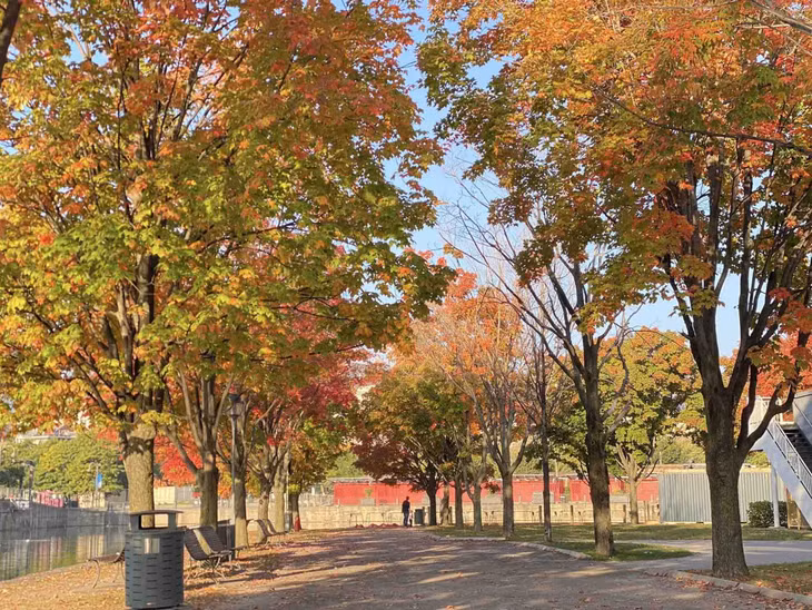 Mùa thu Montreal bắt đầu từ tháng 10 cho đến hết tháng 11, khi lá bắt đầu chuyển màu, rơi rụng dần trong tiết trời khoảng 15 độ C. Ảnh: Cao Việt Cường Cavicu