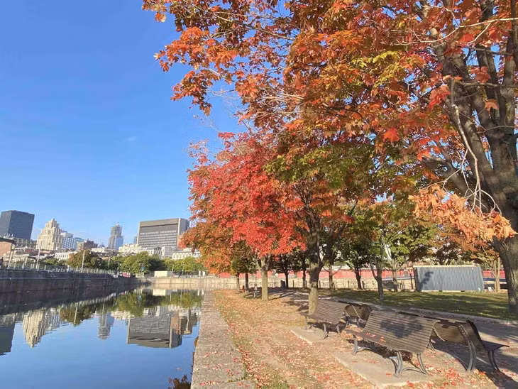 Với những con đường ngập tràn sắc đỏ, sắc vàng… Montreal trở nên sống động hơn bao giờ hết. Ảnh: Cao Việt Cường Cavicu