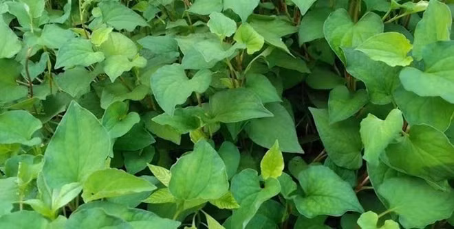 Rau diếp cá phù hợp chế độ ăn kiêng và có ích cho bệnh tiểu đường. Ảnh: Phạm My