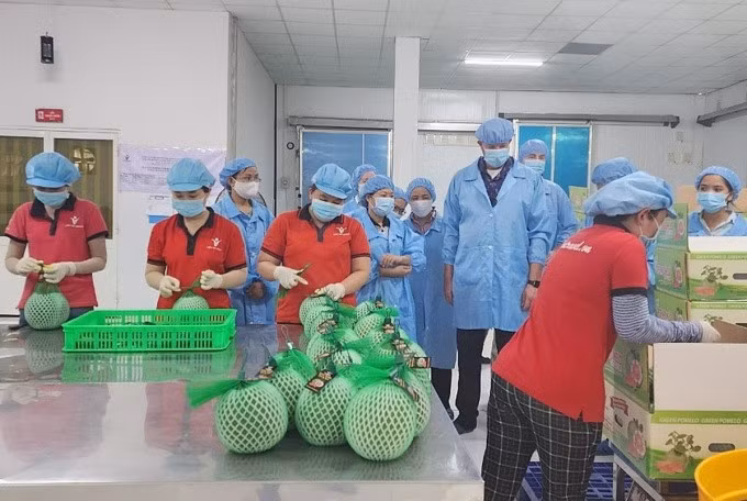 Bưởi da xanh được đóng gói và kiểm tra gắt gao trước khi sang Mỹ. Ảnh: Linh Đan