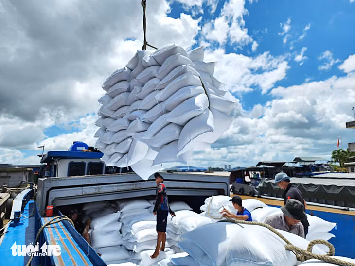 Nhiều doanh nghiệp xuất khẩu gạo dự báo giá lúa, gạo trong nước sẽ tiếp tục tăng ngay trong năm 2023 này sau khi các nước tăng nhập gạo - Ảnh: BỬU ĐẤU