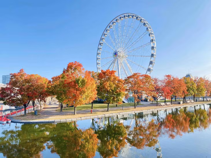Những ngày giữa tháng 10-2023, Montreal như chìm trong khoảng trời mùa Thu với những hàng cây rực rỡ sắc màu. Ảnh: Cao Việt Cường Cavicu