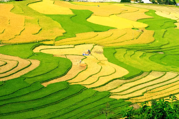 Cánh đồng lúa ở Khau Phạ, Yên Bái. Ảnh: Ngô Vĩnh Phú