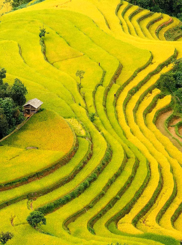 Những thửa ruộng bậc thang mềm mại uốn quanh sườn đồi. Ảnh: Ngô Vĩnh Phú