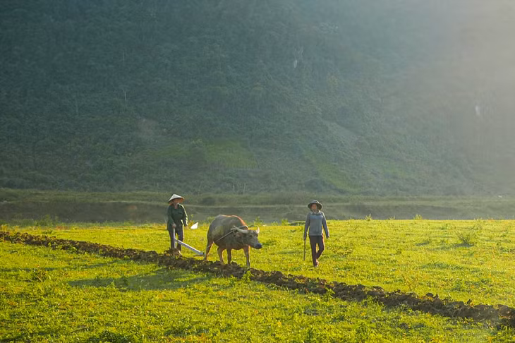 Thăm ruộng ngô hay ngắm nhìn đàn trâu nhởn nhơ gặm cỏ trên đồng cỏ, du khách sẽ thấy tâm hồn như lắng lại trước nhịp sống chậm rãi chốn thôn quê.