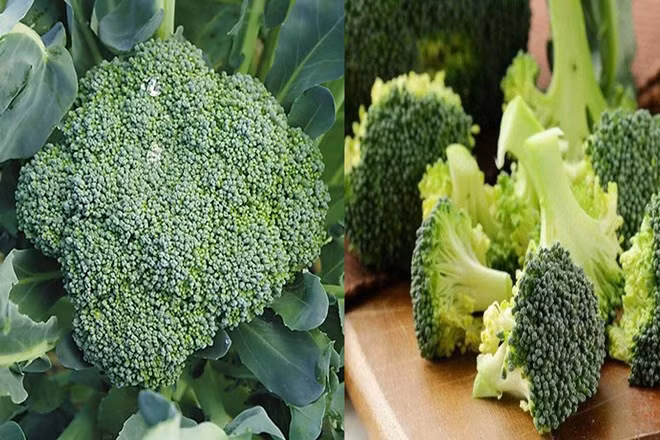 Người có axit uric cao có thể ăn bông cải xanh với lượng vừa phải. Đồ hoạ: Hạ Mây