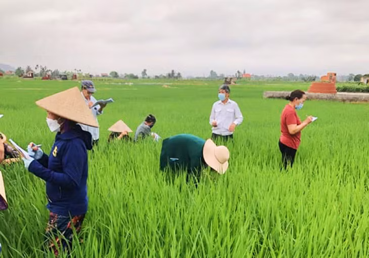 Cán bộ, nông dân phường Yên Giang, TX Quảng Yên thăm đồng kiểm tra tình trạng sinh trưởng của diện tích lúa mùa.