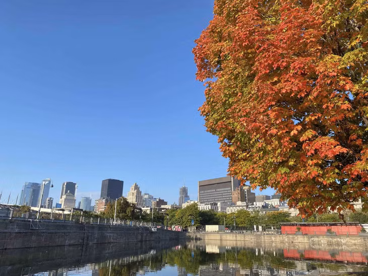 Montreal được phủ bởi sắc vàng, đỏ của lá phong thơ mộng. Ảnh: Cao Việt Cường Cavicu