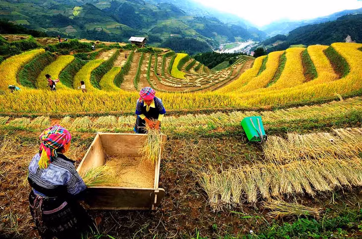 Nông dân tuốt lúa thủ công trên một thửa ruộng bậc thang ở Mù Cang Chải, tỉnh Yên Bái. Ảnh: Ngô Vĩnh Phú