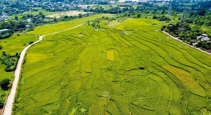 Những thửa ruộng ngả vàng là điều hấp dẫn khi đến Lương Sơn và thị trấn Kỳ Sơn vào thời gian này. Ảnh: Vương Lộc